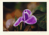 flower7.gif (123014 bytes)